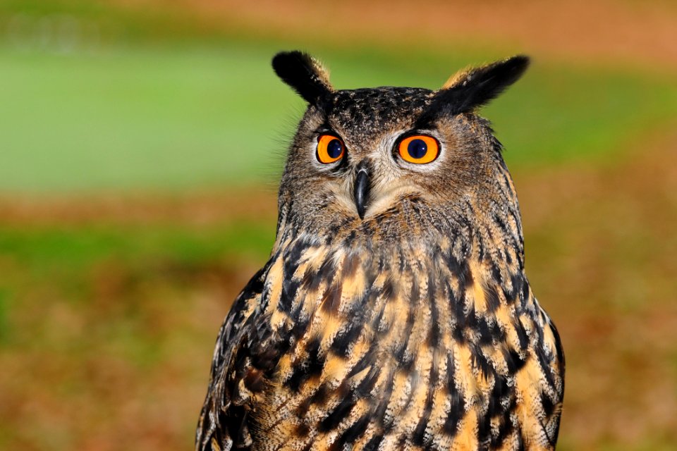 Owl Bird Beak Bird Of Prey