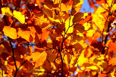 Autumn Yellow Branch Leaf