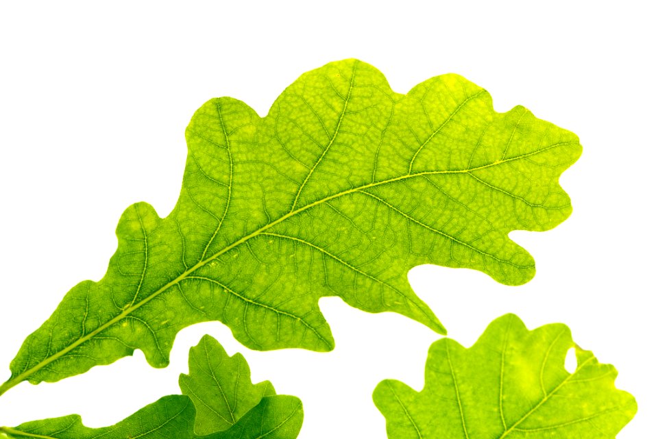 Leaf Tree Plant Grape Leaves