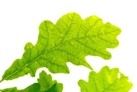 Leaf Tree Plant Grape Leaves