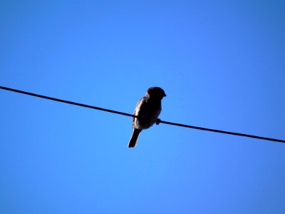 Bird Sky Beak Fauna