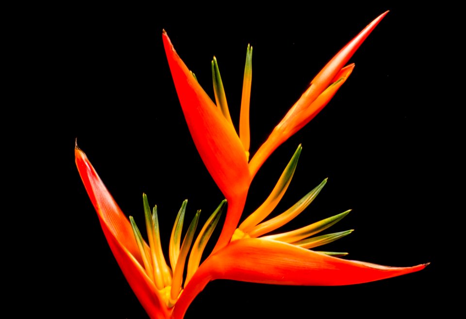 Flower Orange Heliconia Flora