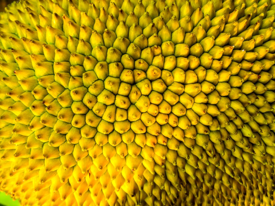 Sunflower Sunflower Seed Organism Vegetarian Food
