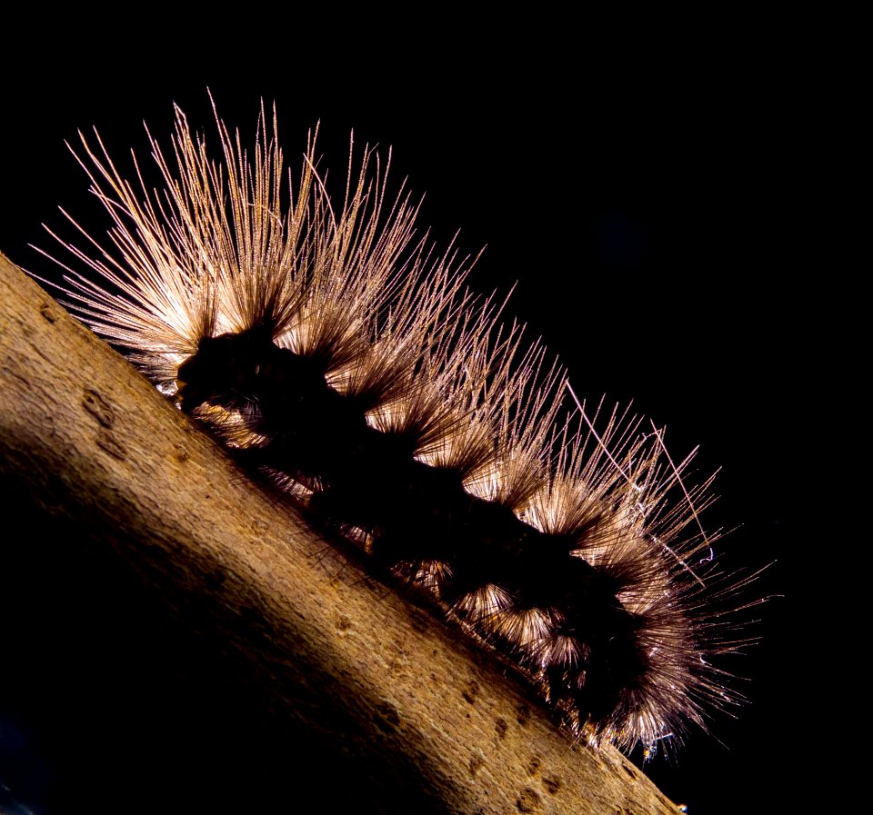 Caterpillar Invertebrate Larva Insect