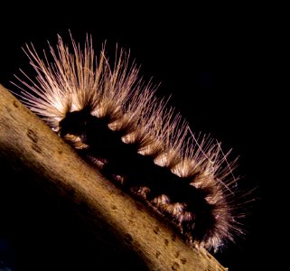 Caterpillar Invertebrate Larva Insect