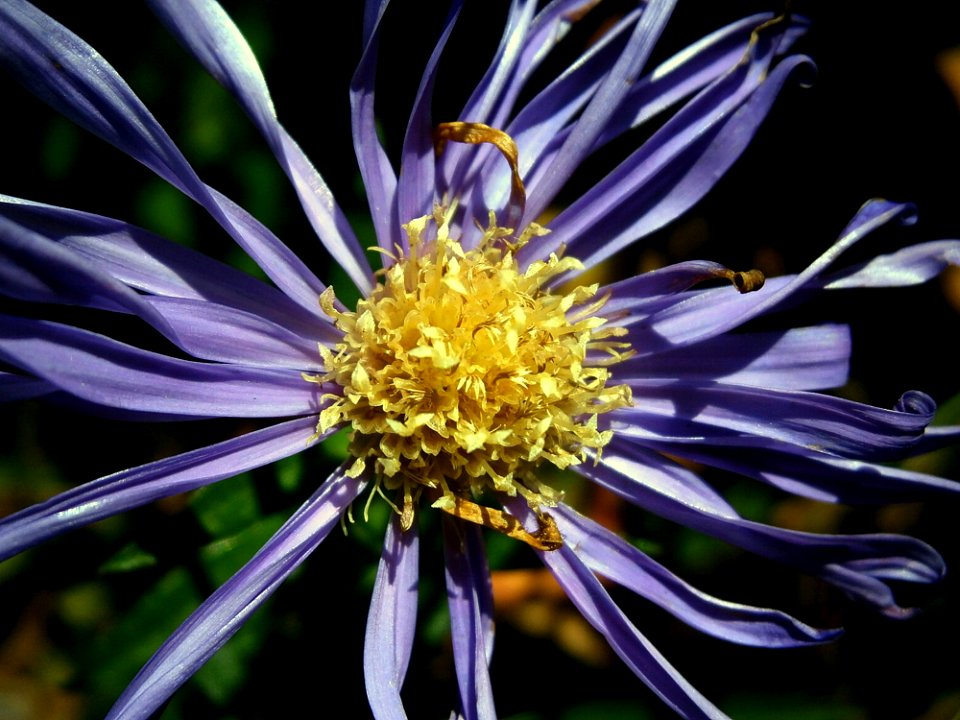 Flower Aster Flora Plant