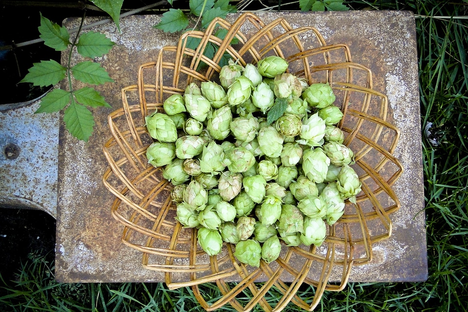 Seasonal vegetable agriculture
