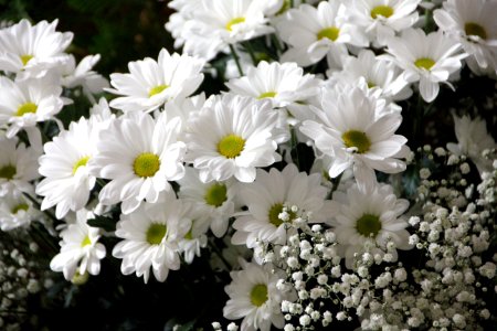 Flower Plant Flora Chamaemelum Nobile