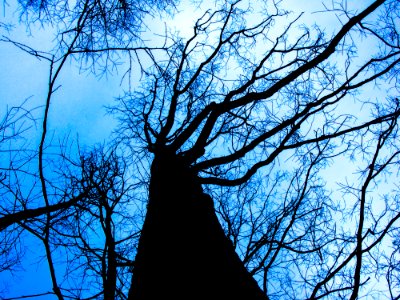 Tree Sky Branch Blue photo