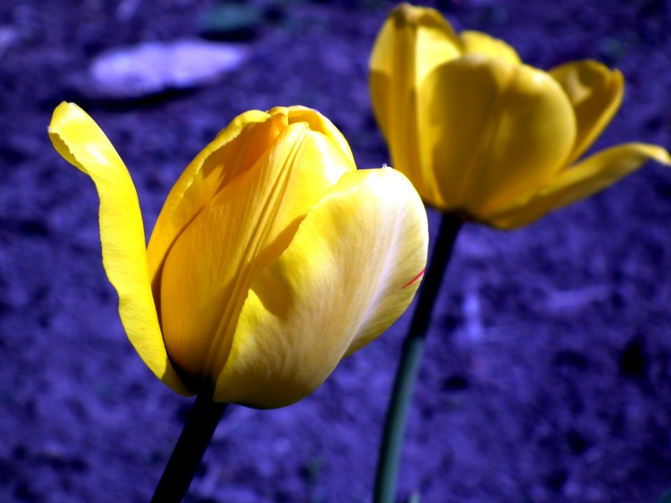 Flower Yellow Plant Tulip