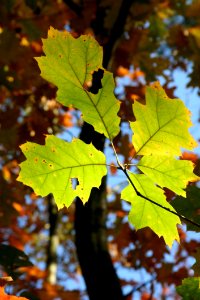 Leaf Autumn Maple Leaf Tree photo