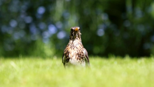 Grassland Ecosystem Beak Bird