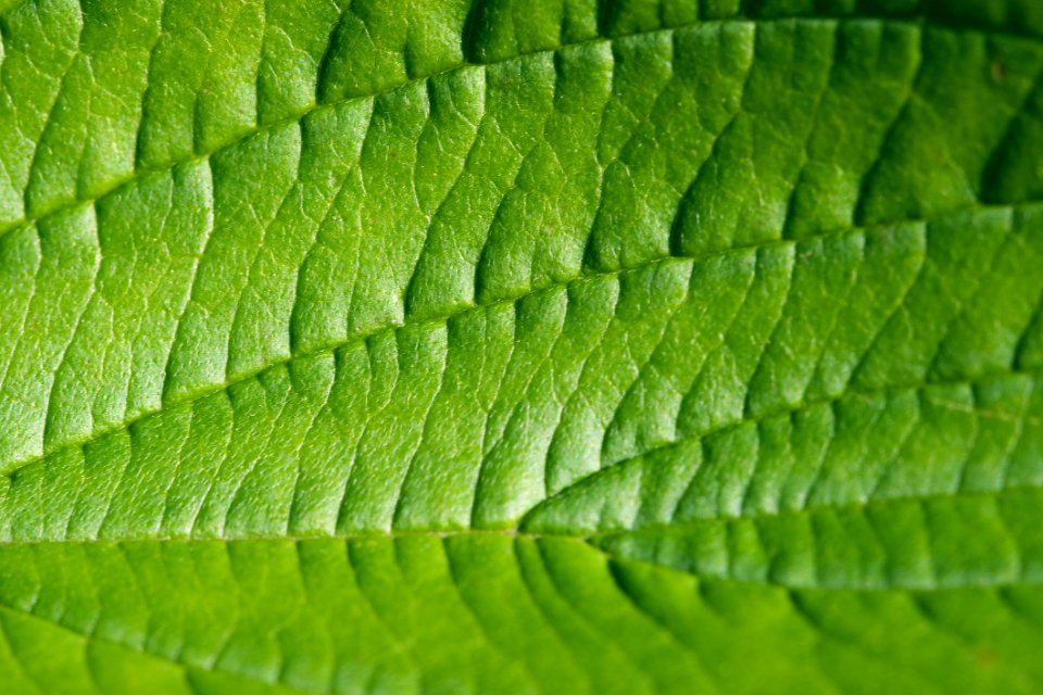 Leaf Green Vegetation Close Up
