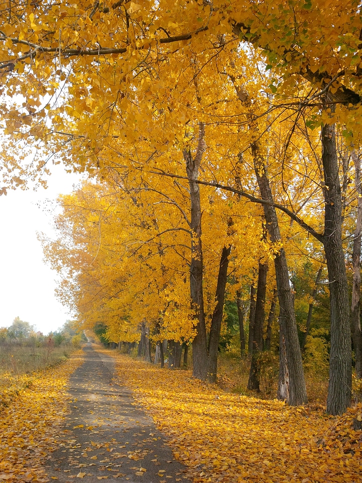 Walkway nature road