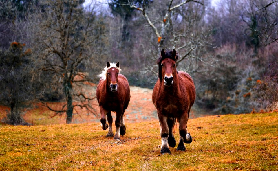 Horse Pasture Ecosystem Horse Like Mammal photo