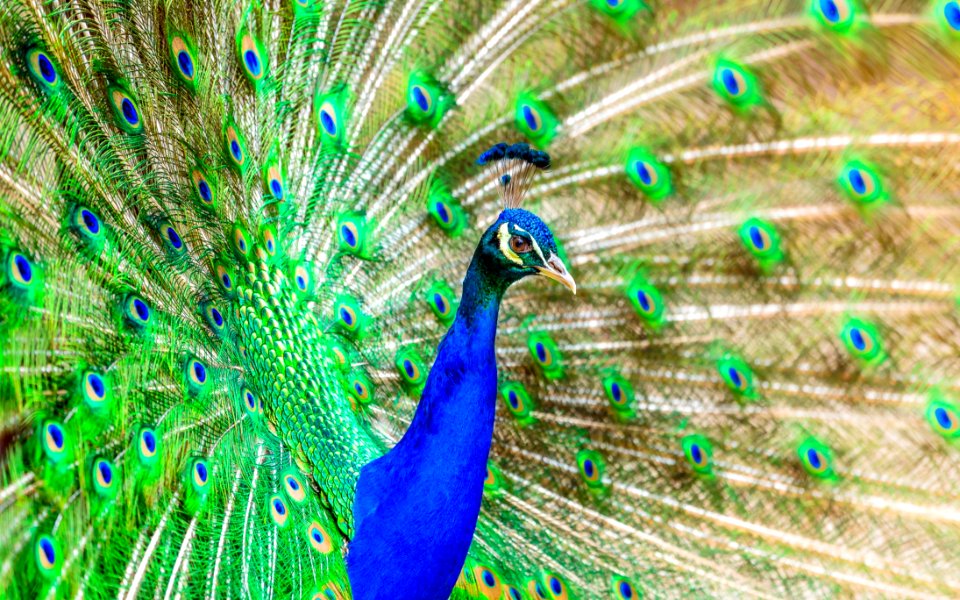 Peafowl Ecosystem Feather Bird