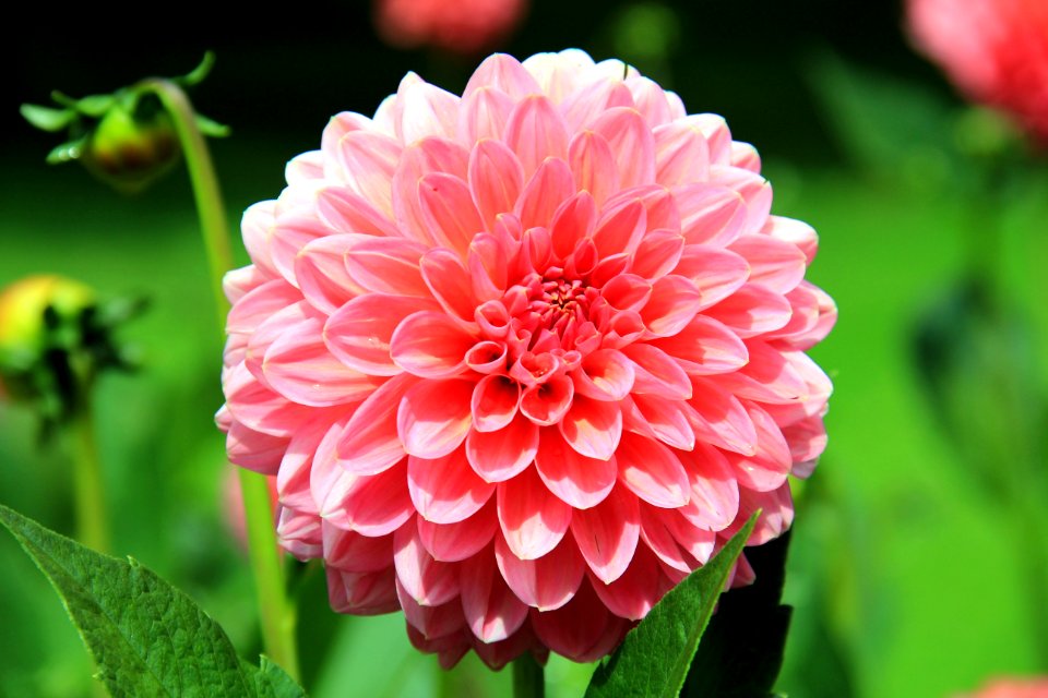 Flower Plant Flowering Plant Dahlia
