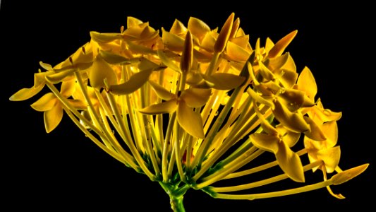 Flower Yellow Flora Plant