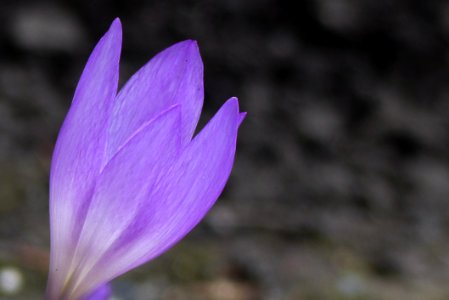 Flower Crocus Plant Purple