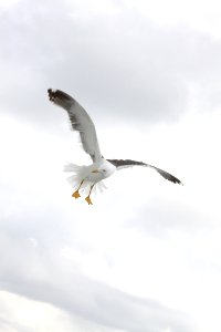 Sky Bird Beak Seabird photo