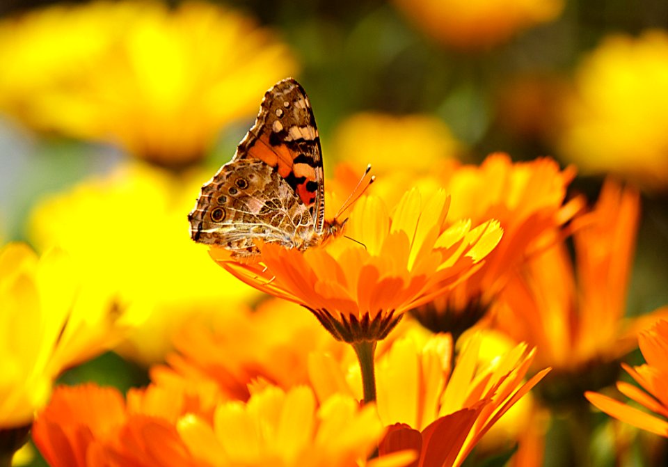 Flower Yellow Butterfly Nectar