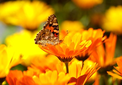 Flower Yellow Butterfly Nectar photo