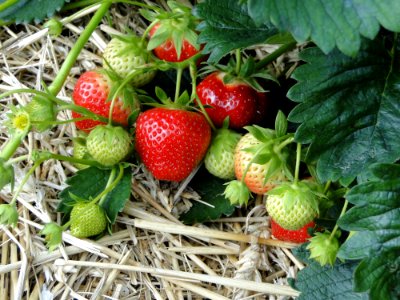 Natural Foods Strawberries Strawberry Fruit