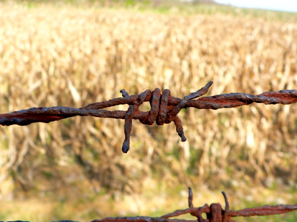 Wire Fencing Barbed Wire Grass Family Grass
