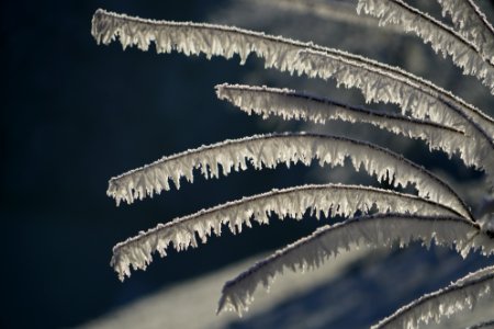 Freezing Frost Close Up Atmosphere Of Earth photo