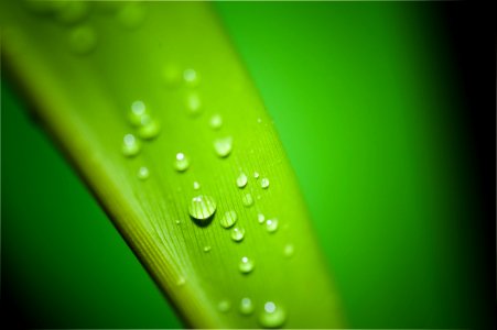 Water Green Dew Drop photo