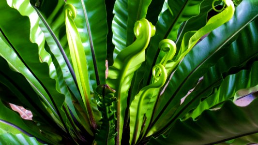 Plant Vegetation Leaf Flora