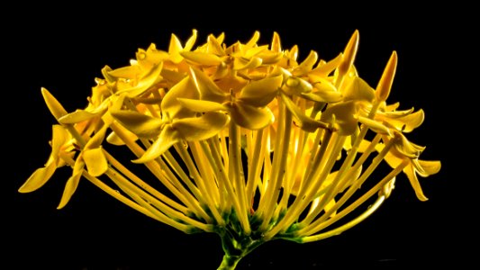 Flower Yellow Flora Plant