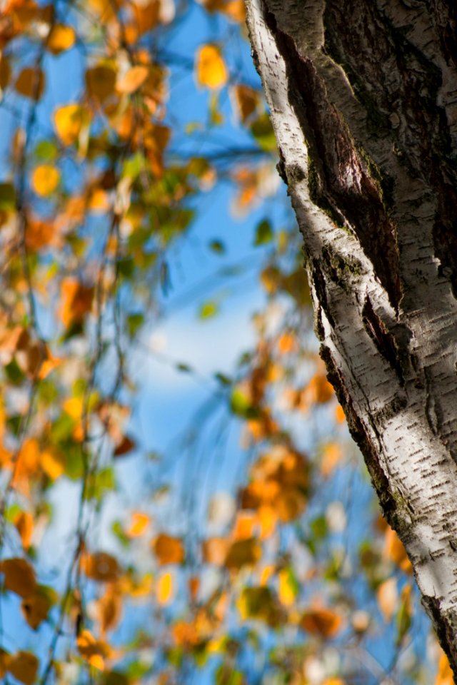 Tree Leaf Woody Plant Branch