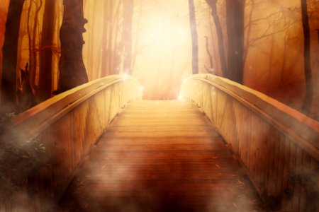 Wood Light Sunlight Morning