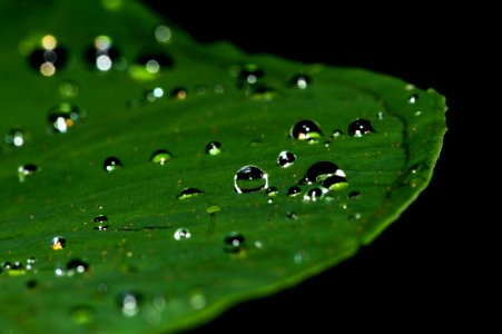 Dew Water Green Drop photo