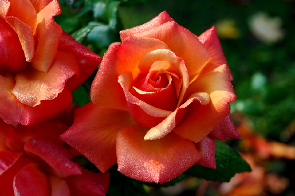 Flower Rose Garden Roses Rose Family