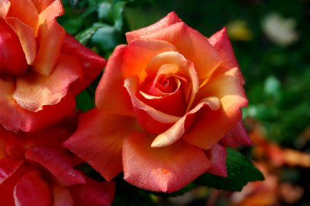 Flower Rose Garden Roses Rose Family
