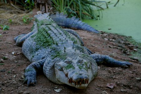 Crocodilia Crocodile American Alligator Nile Crocodile