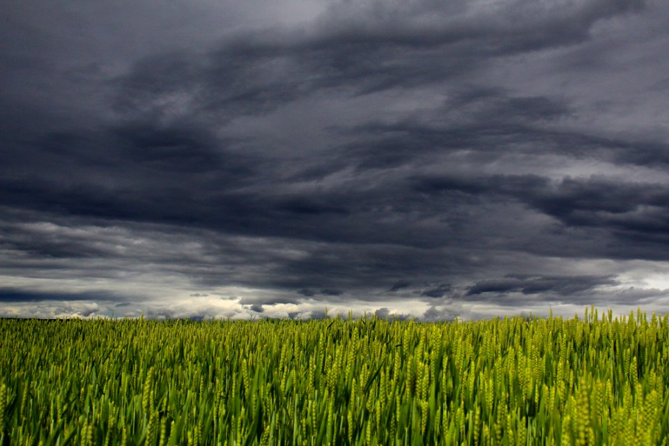Sky Grassland Field Ecosystem