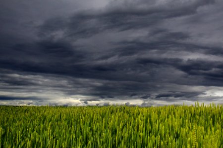 Sky Grassland Field Ecosystem photo