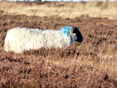 Sheep Hay Grass Field photo
