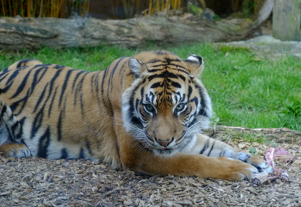 Resting staring wildlife