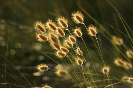 Grass Family Close Up Sunlight Grass