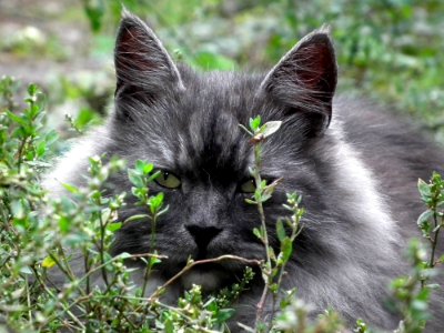 Cat Whiskers Small To Medium Sized Cats Fauna photo