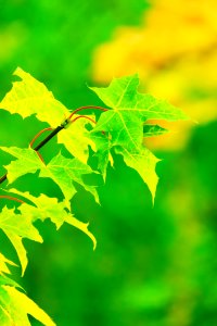 Leaf Green Maple Leaf Deciduous