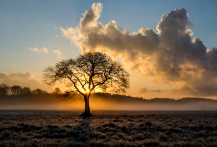 Sky Tree Dawn Morning photo