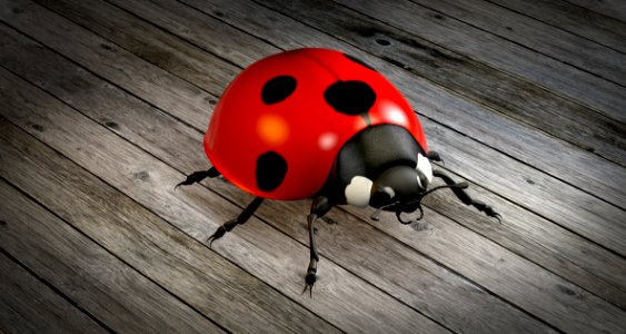 Red Ladybird Insect Beetle