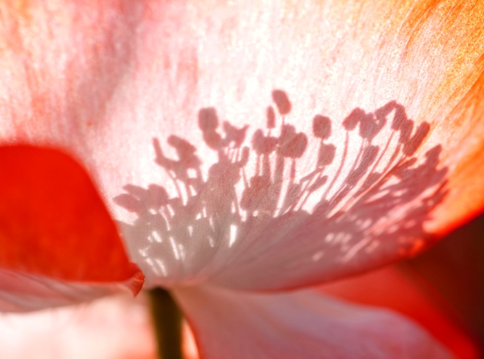 Red Flower Pink Flora