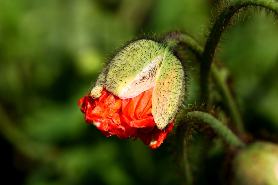 Flower Flora Bud Plant