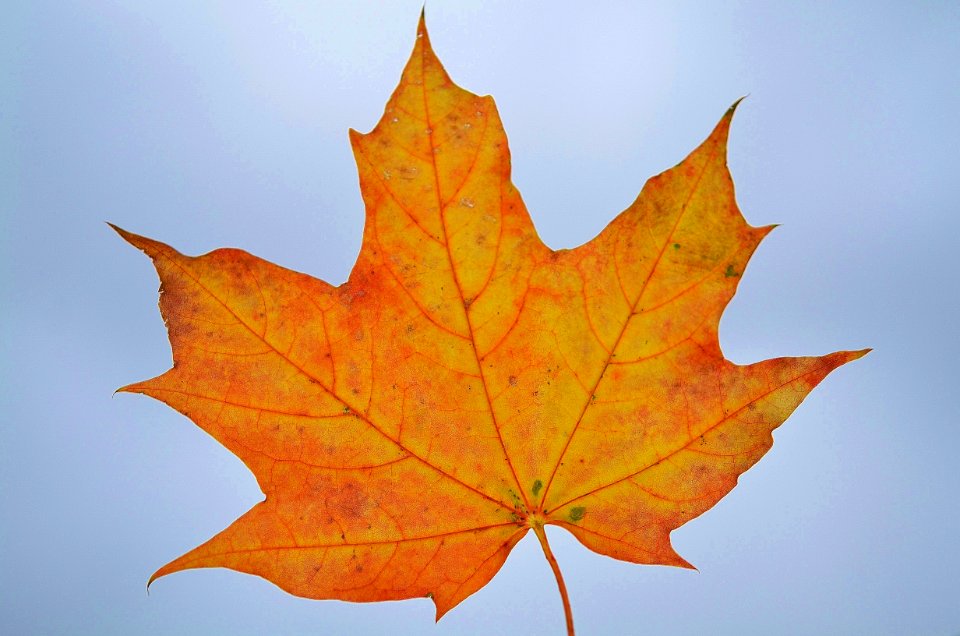 Leaf Maple Leaf Autumn Tree